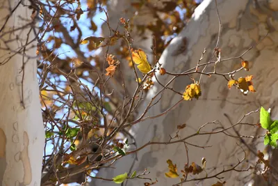 DSC_2303 (Large).JPG